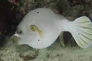 Papua: Pregnant Blackspotted Puffer