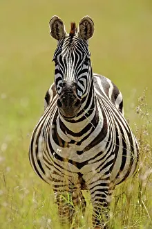 Pregnant: Pregnant Burchelli's Zebra, Equus burchellii