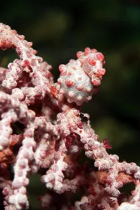 Pregnant: Pregnant female pygmy seahorse (Hippocampus bargibant)