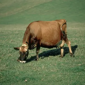 Taurus: Pregnant Jersey Cow