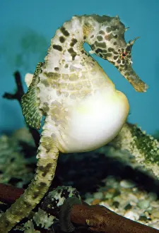 Seahorses: Pregnant Seahorse - male