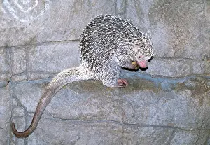 Prehensile: Prehensile-tailed / Brazilian PORCUPINE