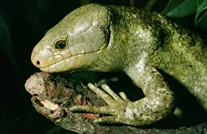 Skinks: Prehensile tailed / monkey-tailed SKINK / Lizard