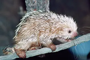Prehensile: Prehensile-tailed Porcupine