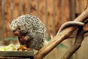 Prehensile: Prehensile-tailed Porcupine