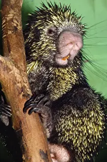 Nose: Prehensile-tailed Porcupine