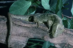 Prehensile: Prehensile-tailed Skink
