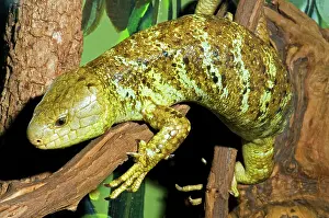 Skink: Prehensile Tailed Skink