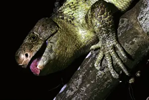 Skink: Prehensile-tailed Skink