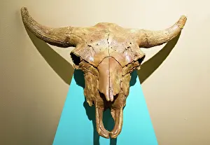 Mounted: Prehistoric Bison Skull