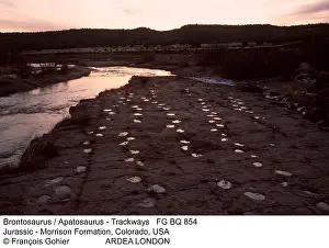 Trackways: PREHISTORIC - Brontosaurus / Apatosaurus Trackways