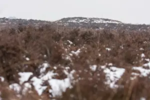 Drentsche: Prehistoric burrial mound in heathland with snow