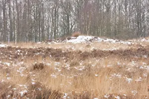 Drentsche: Prehistoric burrial mound in heathland with snow