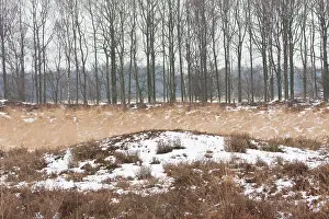 Drentsche: Prehistoric burrial mound in heathland with snow