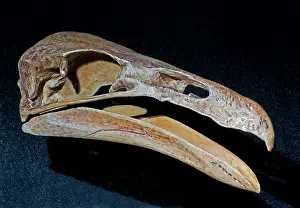 Condor: Prehistoric Condor (Gymnogyps kofordi)