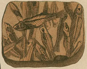 19th: Prehistoric Fish, Lebias cephalotes