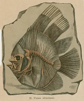 19th: Prehistoric Fish, Platax altissimus