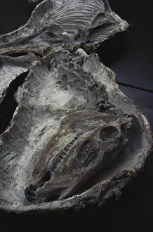 Matrix: Prehistoric Horse