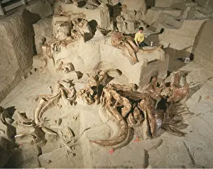Mammoth: Prehistoric - Mammoth Excavation