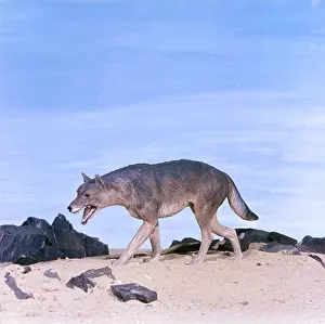 Models: Prehistoric Model - DIRE WOLF