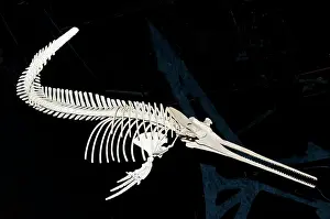 Beaked: Prehistoric Odontocetes Toothed Whale Fossil