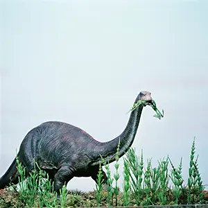 Brontosaurus: Prehistoric Reconstruction - Brontosaurus / Apatosaurus