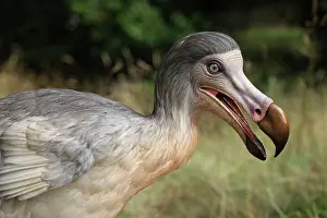 Models: Prehistoric Reconstruction: Dodo
