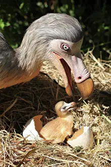 Models: Prehistoric Reconstruction: Dodo - with hatching