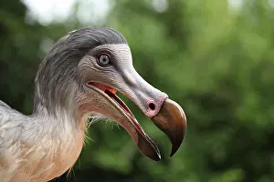 Models: Prehistoric Reconstruction: Dodo - head and neck