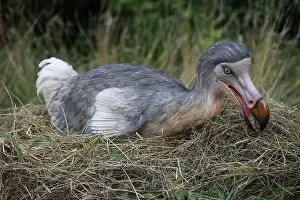 Models: Prehistoric Reconstruction: Dodo - on nest