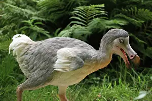 Models: Prehistoric Reconstruction: Dodo - walking