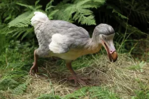 Models: Prehistoric Reconstruction: Dodo - walking