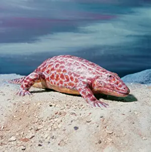 Arthur Hayward: PREHISTORIC RECONSTRUCTION - Eyrops