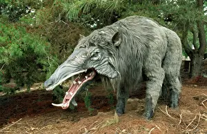 Weight: Prehistoric Reconstruction - Giant Warthog - height