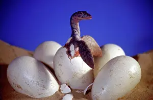 Plesiosaur: Prehistoric Reconstruction - Hatchling Plesiosaur
