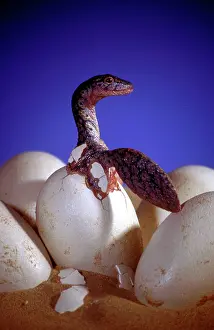 Plesiosaur: Prehistoric Reconstruction - Hatchling Plesiosaur