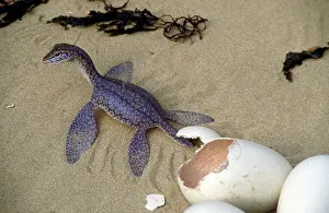 Plesiosaur: Prehistoric Reconstruction - Hatchling Plesiosaur