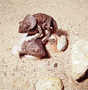 Peter Green: Prehistoric reconstruction - Model of Proceratops
