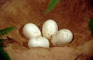 Plesiosaur: Prehistoric Reconstruction - Plesiosaur Eggs in nest chamber