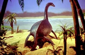 Plesiosaur: Prehistoric Reconstruction - Plesiosaur Laying eggs