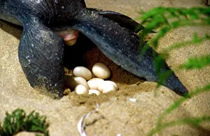 Plesiosaur: Prehistoric Reconstruction - Plesiosaur Laying eggs