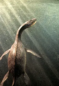 Macrocephalus: Prehistoric Reconstruction: Plesiosaurus macrocephalus