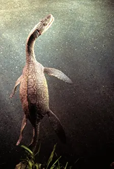 Models: Prehistoric Reconstruction: Plesiosaurus macrocephalus