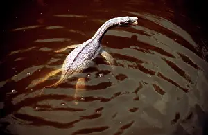 Models: Prehistoric Reconstruction: Plesiosaurus macrocephalus
