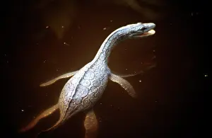 Models: Prehistoric Reconstruction: Plesiosaurus macrocephalus