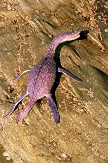 Models: Prehistoric Reconstruction: Plesiosaurus macrocephalus