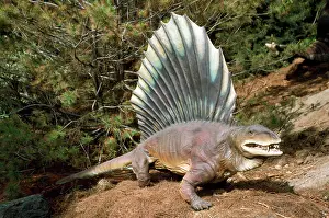 Dimetrodon: Prehistoric Reconstruction - pre-dinosaur dimetrodon