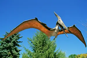 Pteranodon: Prehistoric Reconstruction - Pteranodon. A flying