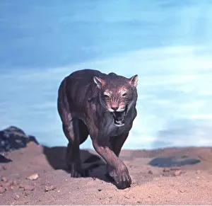 Prehistoric reconstruction - Sabre-Tooth Tiger model