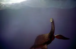 Plesiosaur: Prehistoric Reconstruction - Swimming Plesiosaur